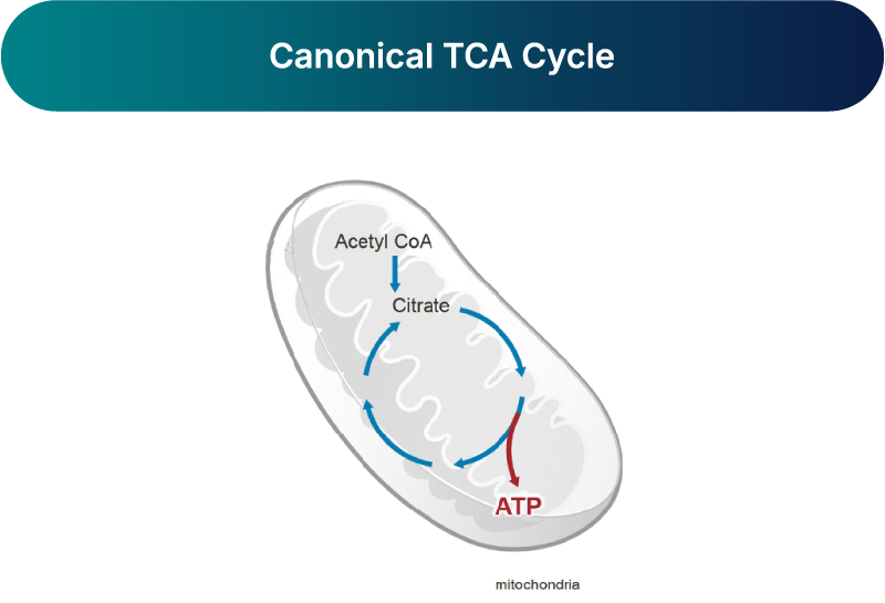 Canonical TCA Cycle