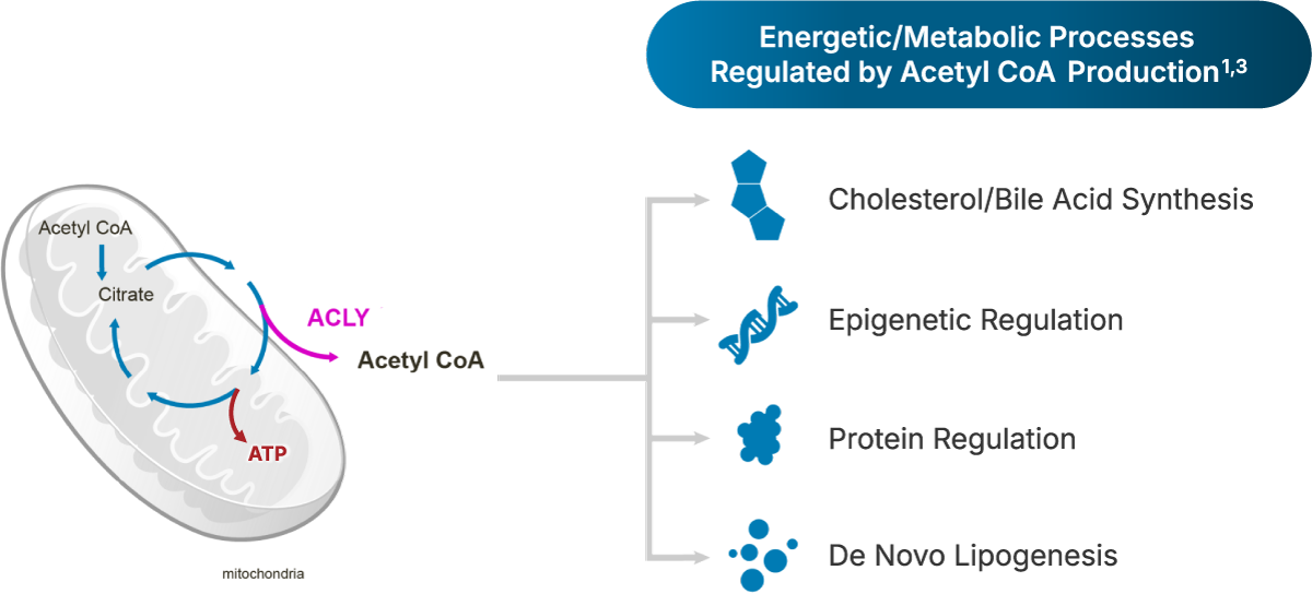 Energetic/Metabolic Processes Regulated by Acetyl CoA Production